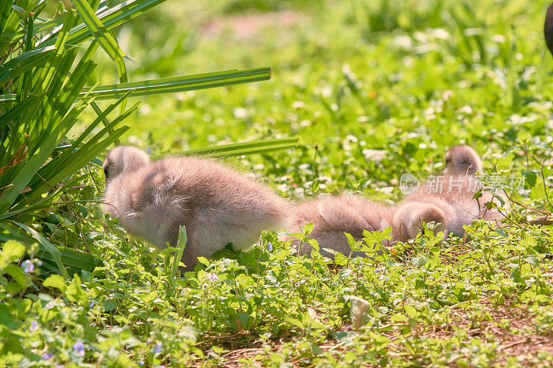 青白Branta leucopsis的春季后代